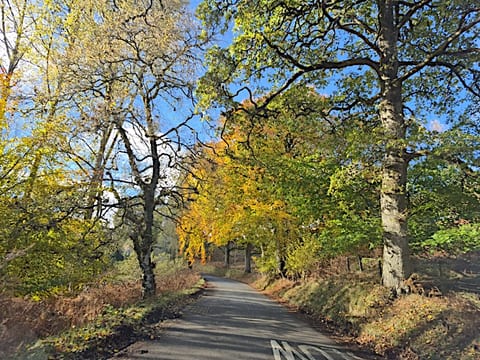 A narrow country road curving away under tall trees in autumn color, gold and orange leaves against a bright blue sky, with dry bracken along the verges.